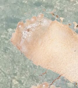 [RJ01371416] [ENG Sub] Calm, Gentle Growing Woman