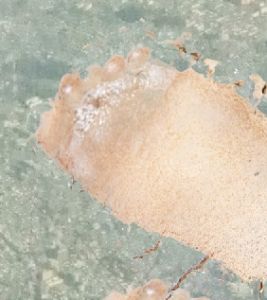 [RJ01424722] [ENG Sub] Growing Huge from an App on a Phone on the Ground